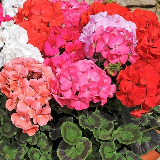 Пеларгония из семян Пеларгония из семян