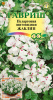 Пеларгония Жаклин амп. GSH 3шт (К) (10)@