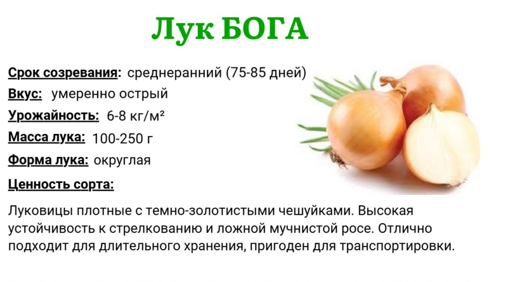 бога.jpg