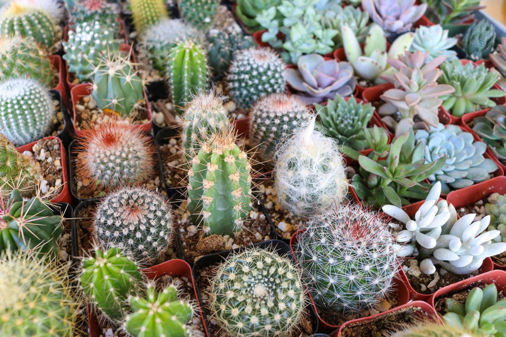 cactus_i_sukulent.jpg